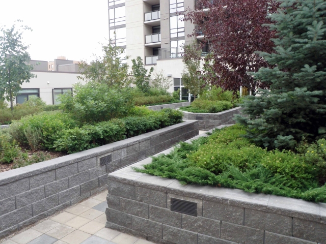 Green roof in Calgary with retaining walls limits heat island effect